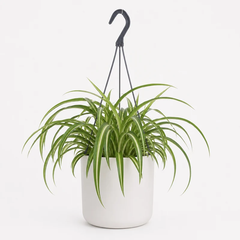 Chlorophytum Comosum Bonnie