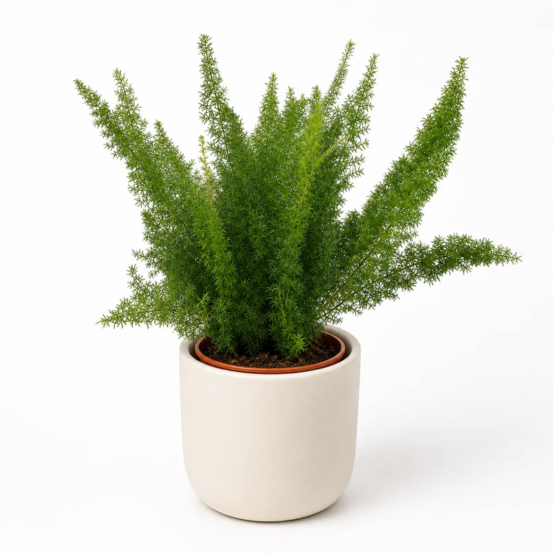 Asparagus Densiflorus Meyeri