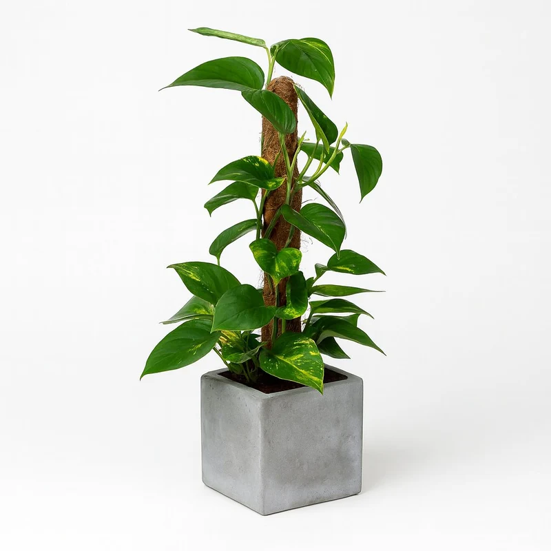 Scindapsus Epipremnum