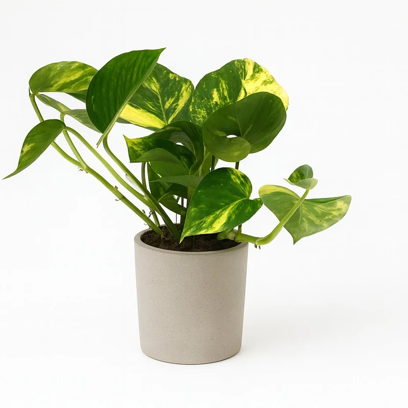 Scindapsus Aureum