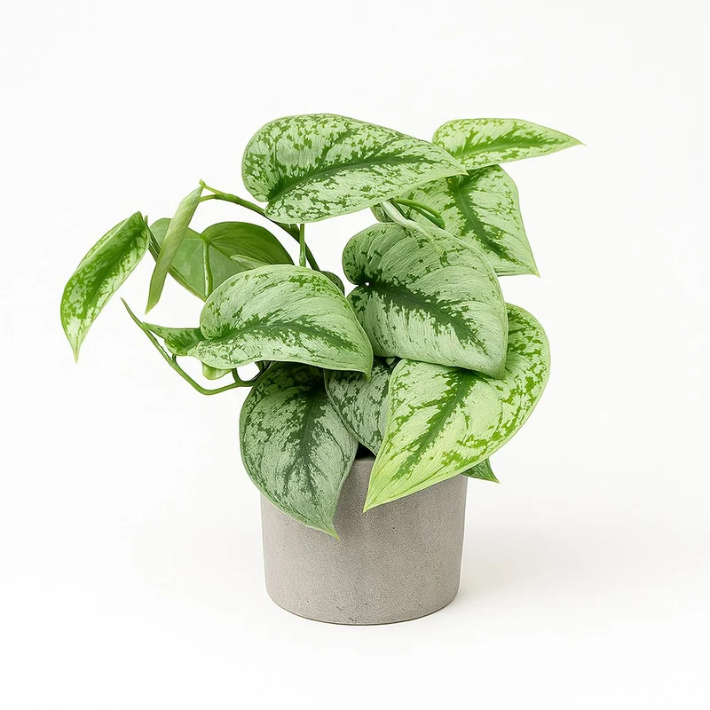 Scindapsus Pictus Trebie