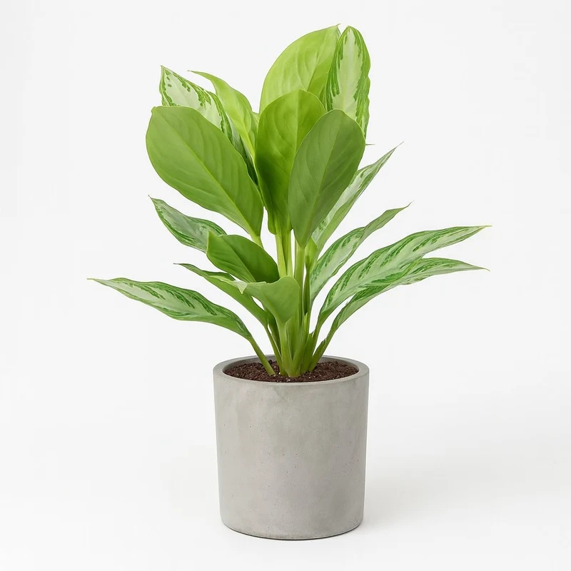 Aglaonema Silver Bay
