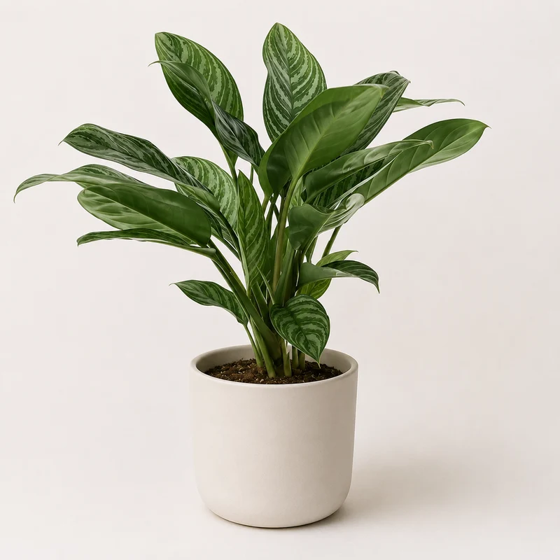Aglaonema Stripes