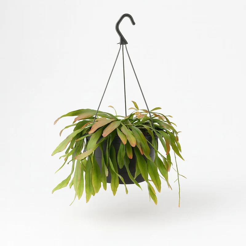 Rhipsalis Red Coral