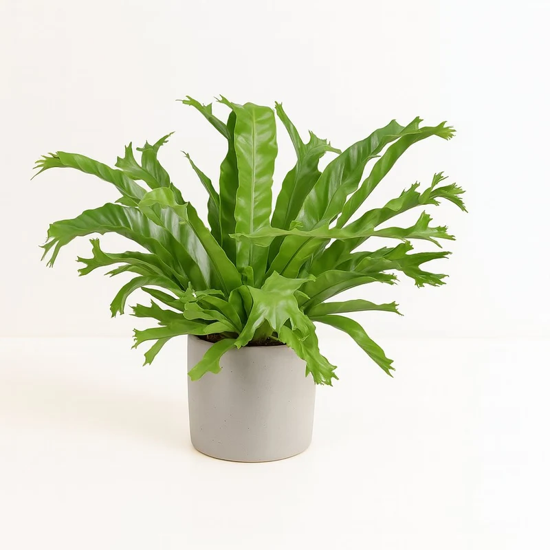 Asplenium Nidus Crissie