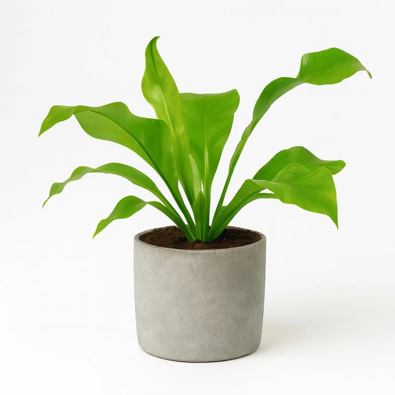 Asplenium Nidus