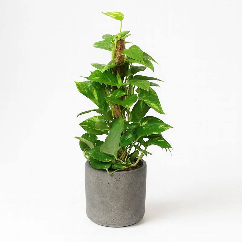 Epipremnum Pinnatum