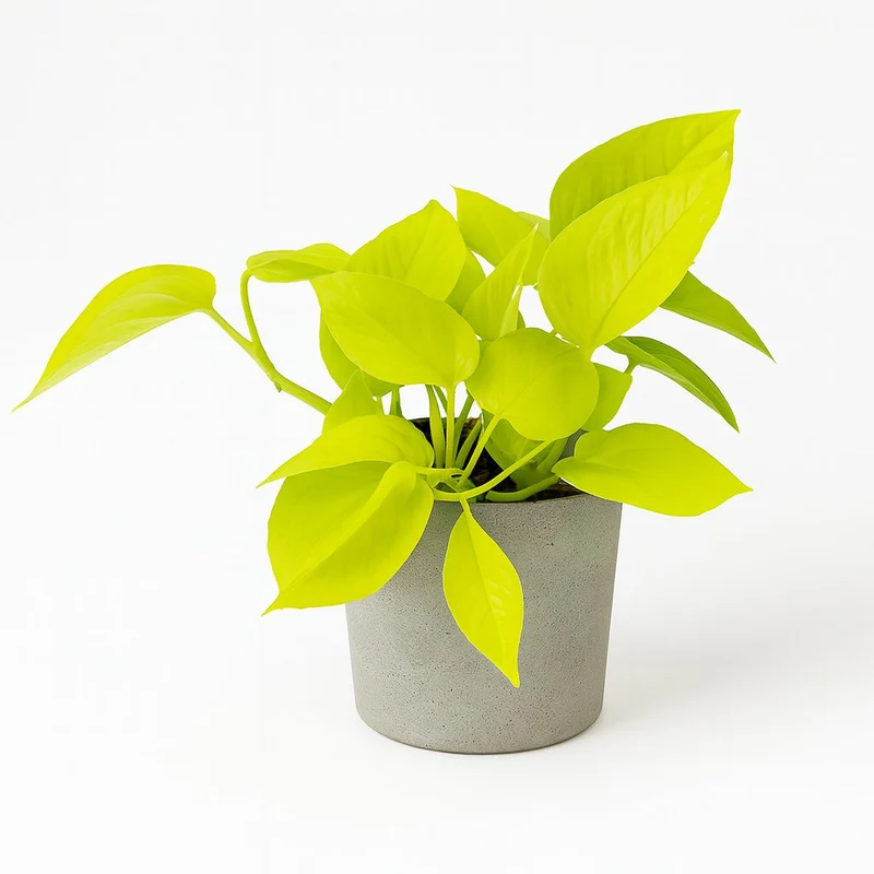 Epipremnum Golden Pothos