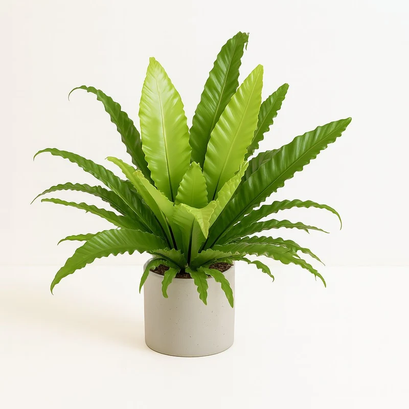 Asplenium Antiquum Osaka