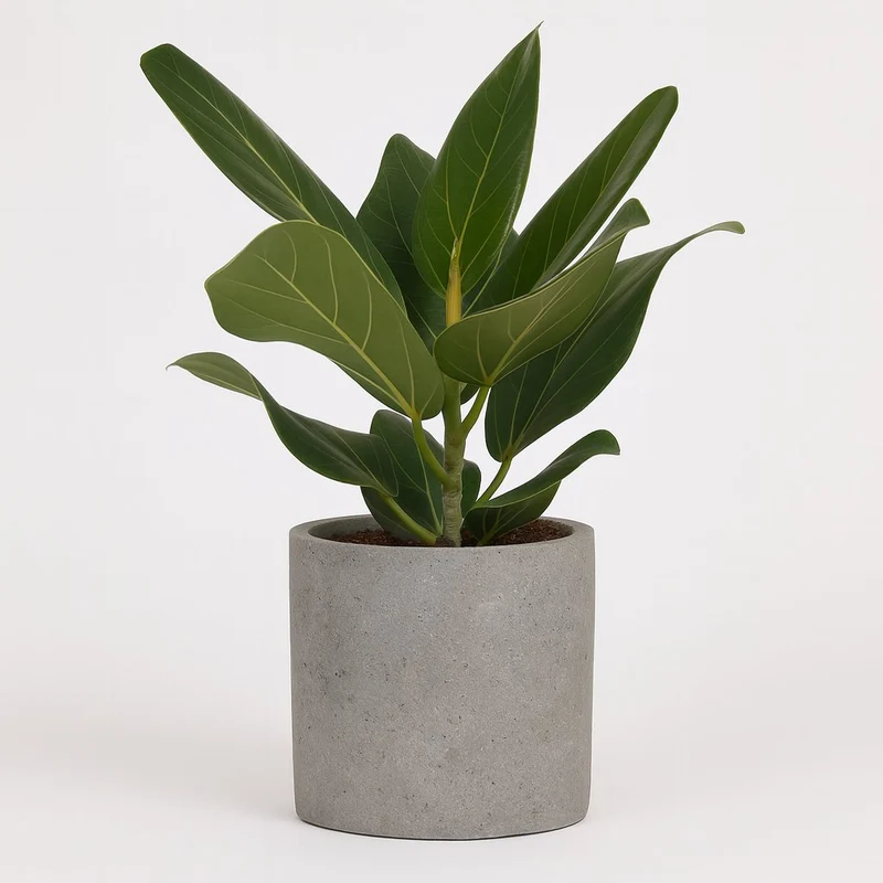 Ficus Benghalensis