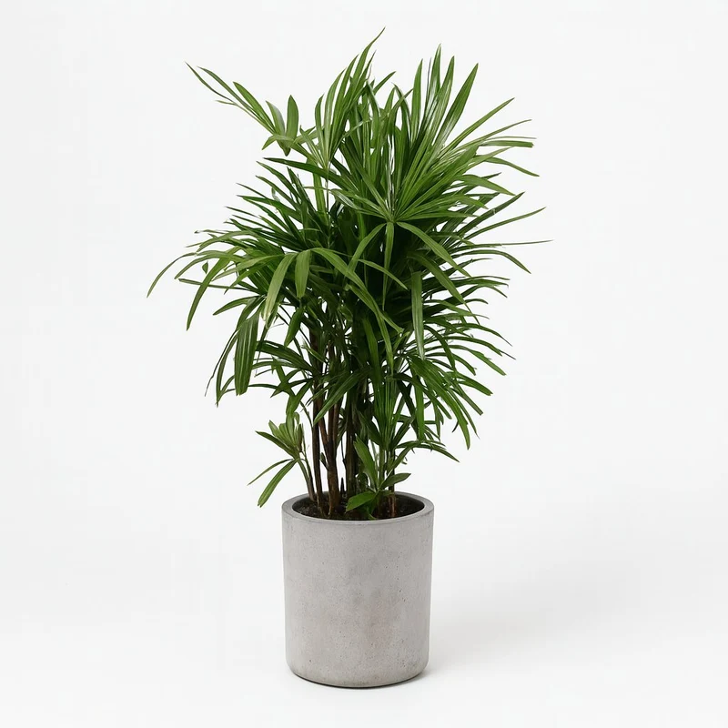 Rhapis Excelsa
