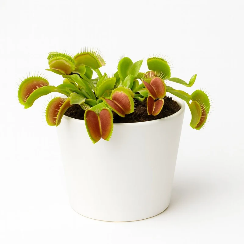 Dionaea Muscipula