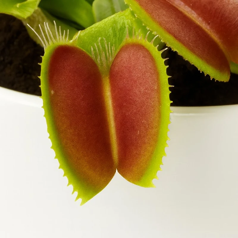 Dionaea Muscipula