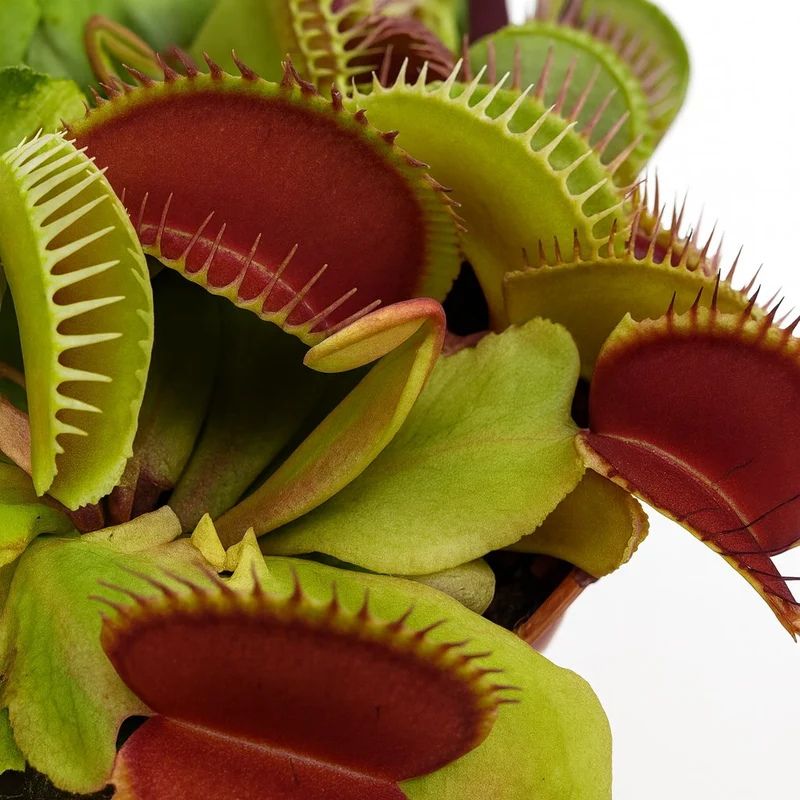 Dionaea Muscipula