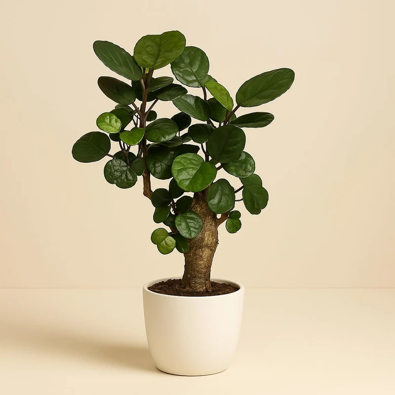 Polyscias Fabian