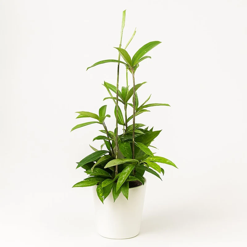 Dracaena Surculosa