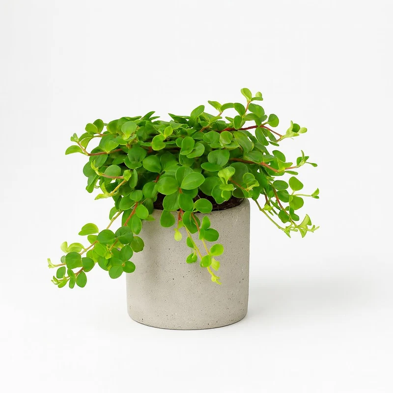 Peperomia Rotundifolia