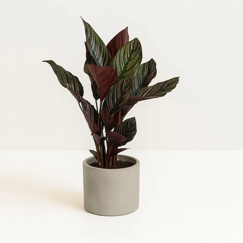 Calathea Ornata