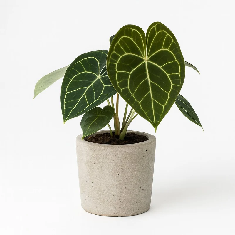 Anthurium Clarinervium