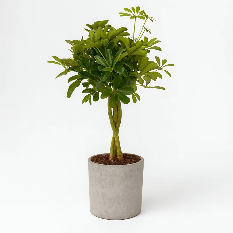 Schefflera Compacta