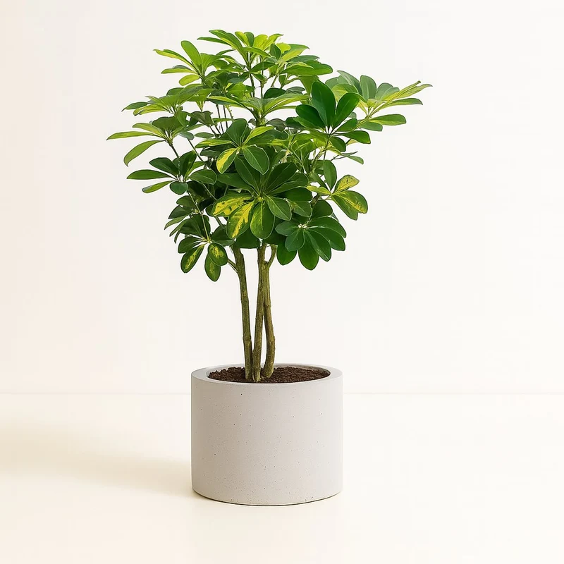 Schefflera Gold Capella