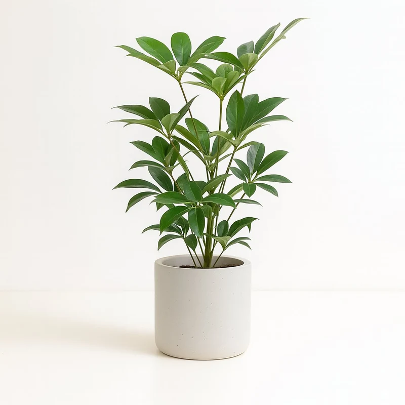 Schefflera Actinophylla Amate
