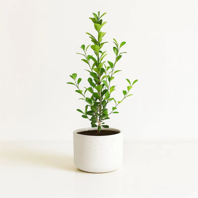 Ficus Microcarpa Moclame