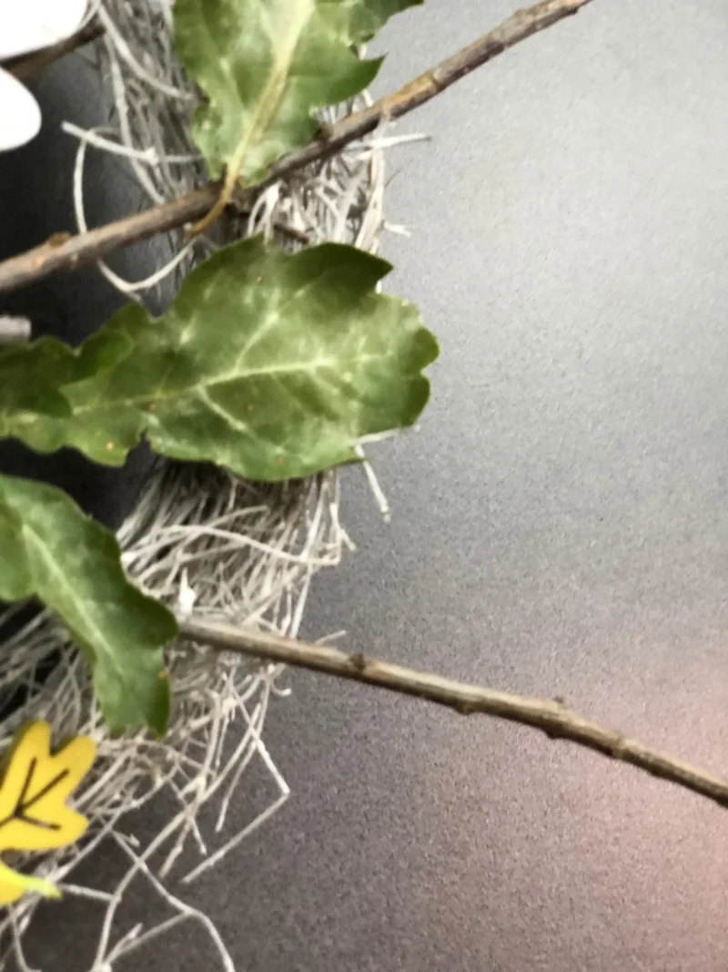 Herbst Türkranz mit Eule 22cm – Türdeko warm & einladend