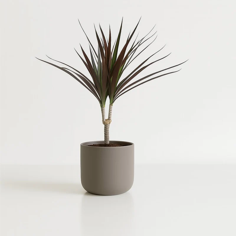 Dracaena Magenta
