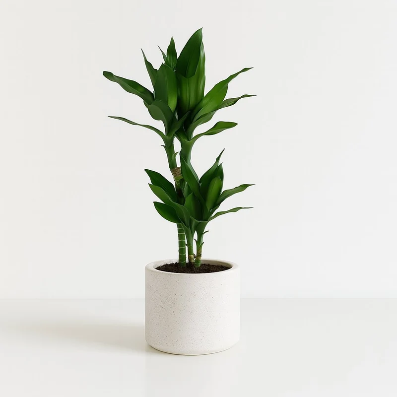 Dracaena Janet Lind