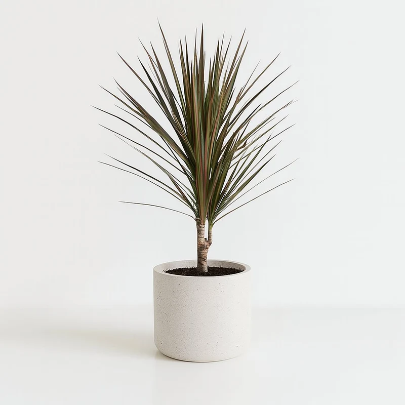 Dracaena Bicolor