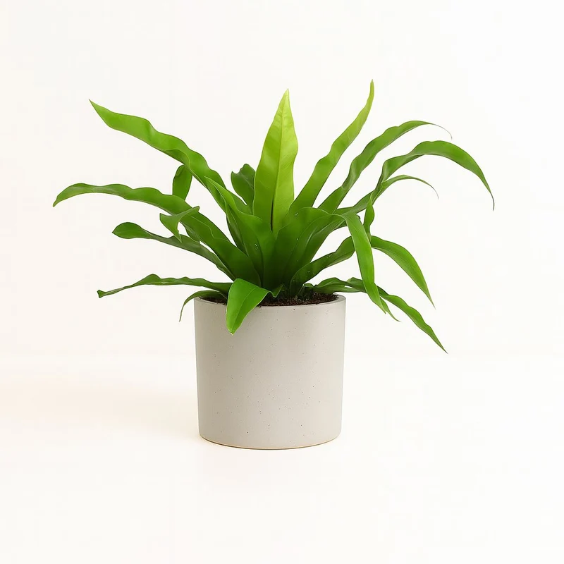 Asplenium Antiquum
