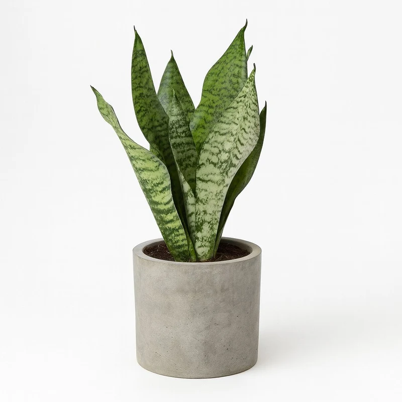 Sansevieria Black Coral