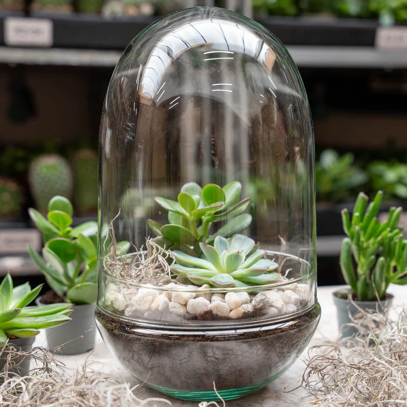 Egg XL Succulent - Open terrarium - Bottle garden DIY kit - Ø 17,5 cm ↑ 30 cm