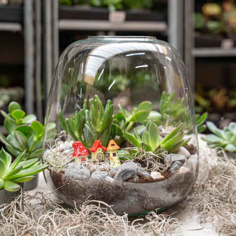 Emma Succulent - Open terrarium - Bottle garden DIY kit - Ø 23 cm ↑ 25 cm