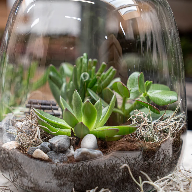 Emma Succulent - Open terrarium - Bottle garden DIY kit - Ø 23 cm ↑ 25 cm
