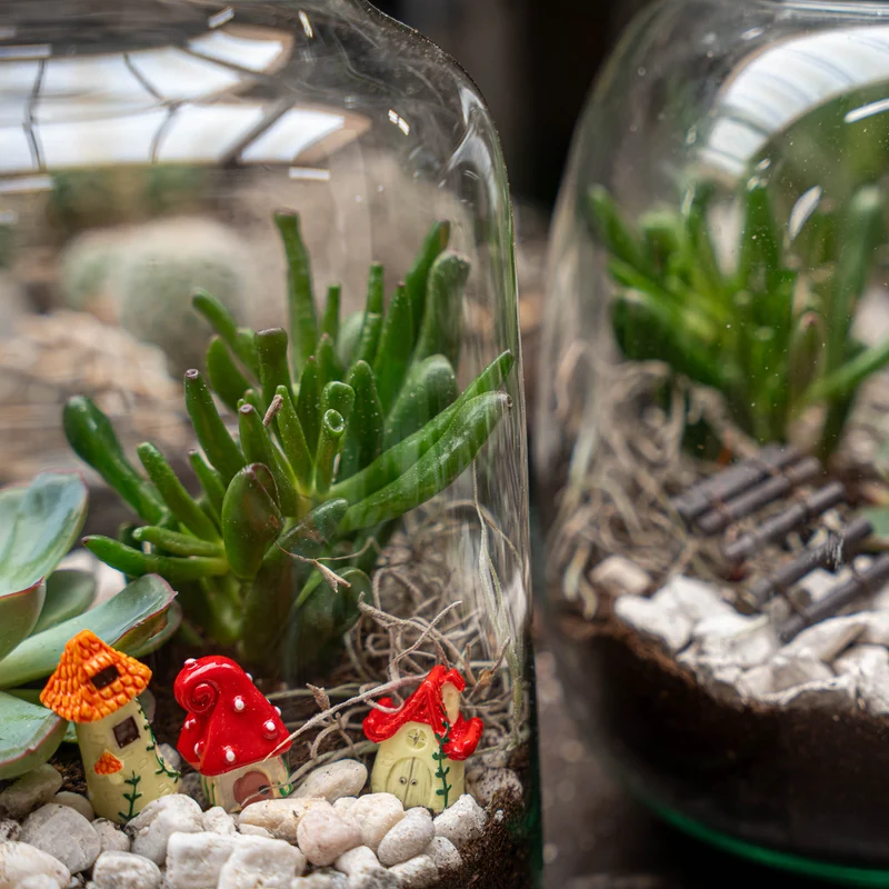 Milky Succulent - Open terrarium - Bottle garden DIY kit - Ø 21 cm ↑ 30 cm