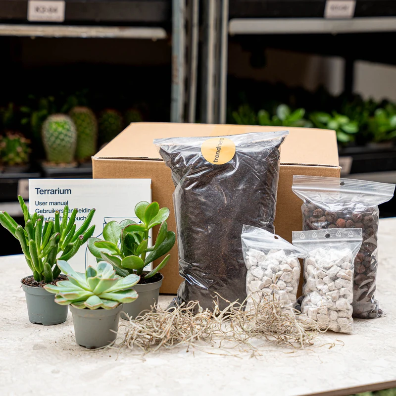 Succulents L/XL - Plant Terrarium Refill & Starter kit - 3 succulents - DIY