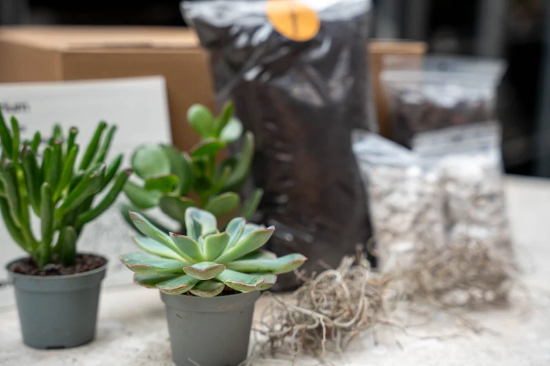 Succulents L/XL - Plant Terrarium Refill & Starter kit - 3 succulents - DIY