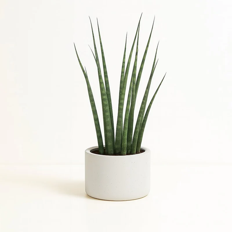 Sansevieria Fernwood Mikado