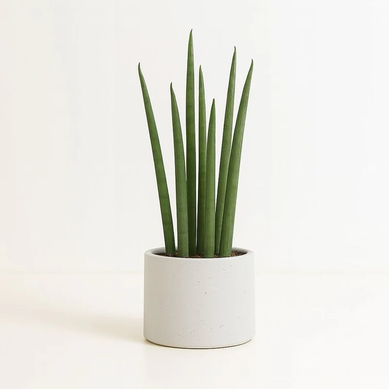 Sansevieria Mikado
