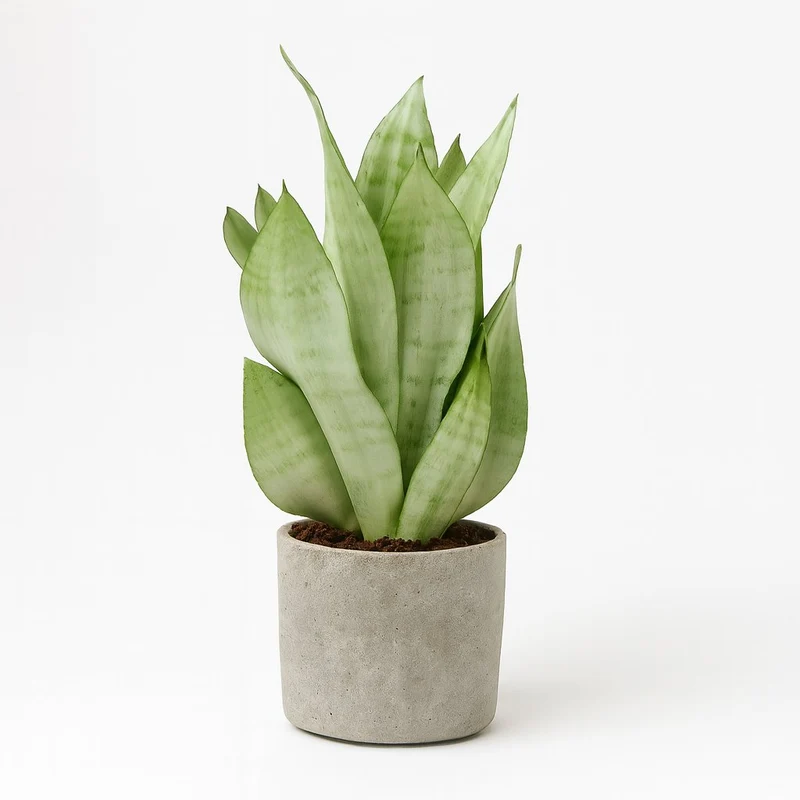 Sansevieria Moonshine