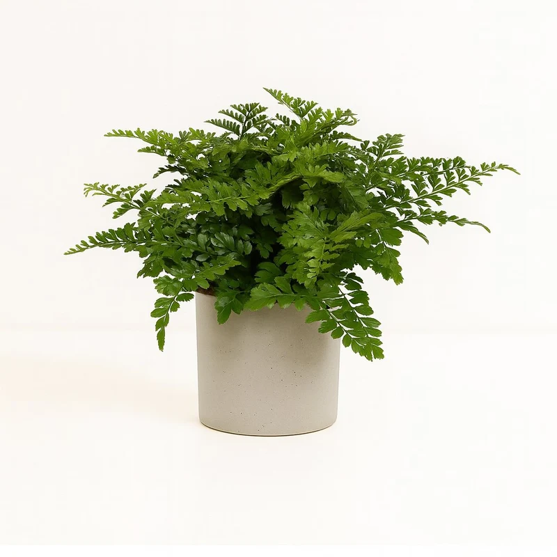 Asplenium Parvati