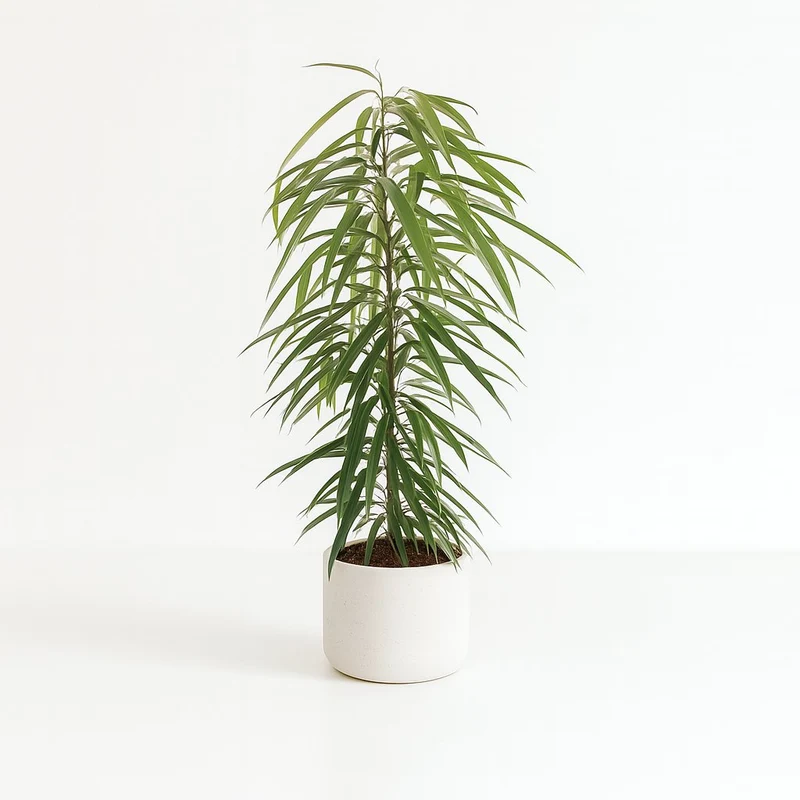 Ficus Binnendijkii Alii