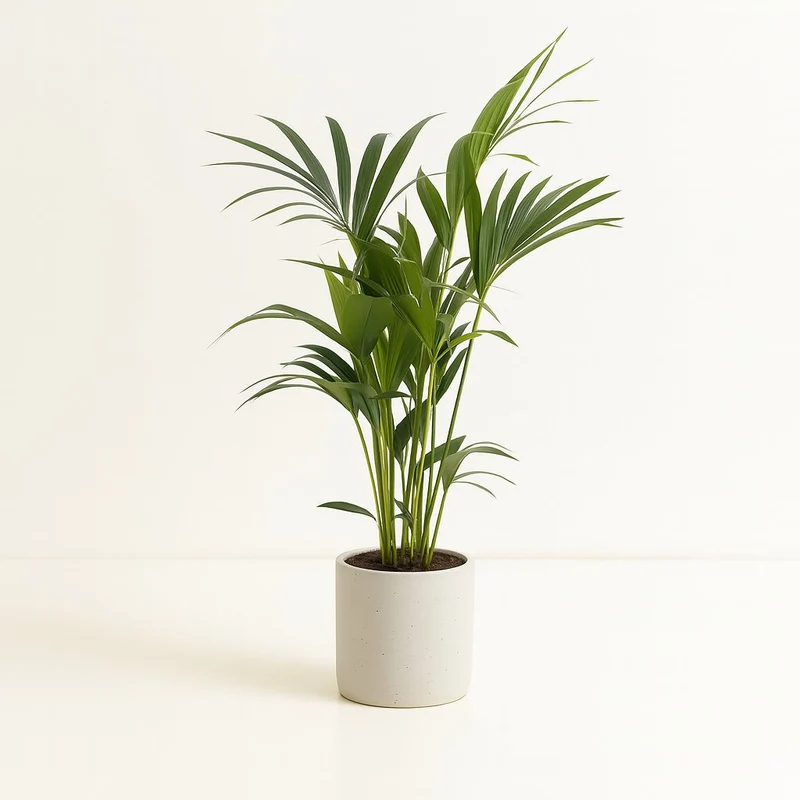 Howea Forsteriana