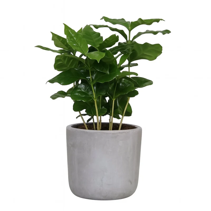 Coffea Arabica