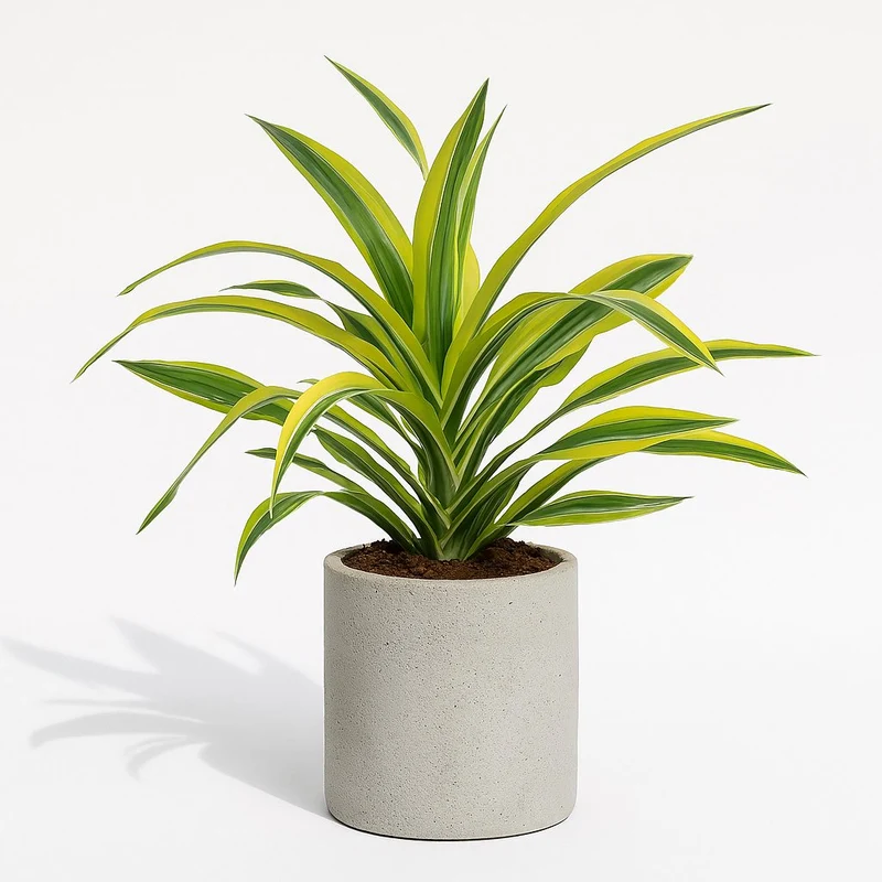 Dracaena Lemon Lime