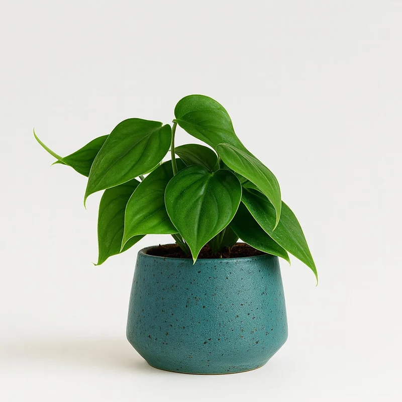 Philodendron Scandens