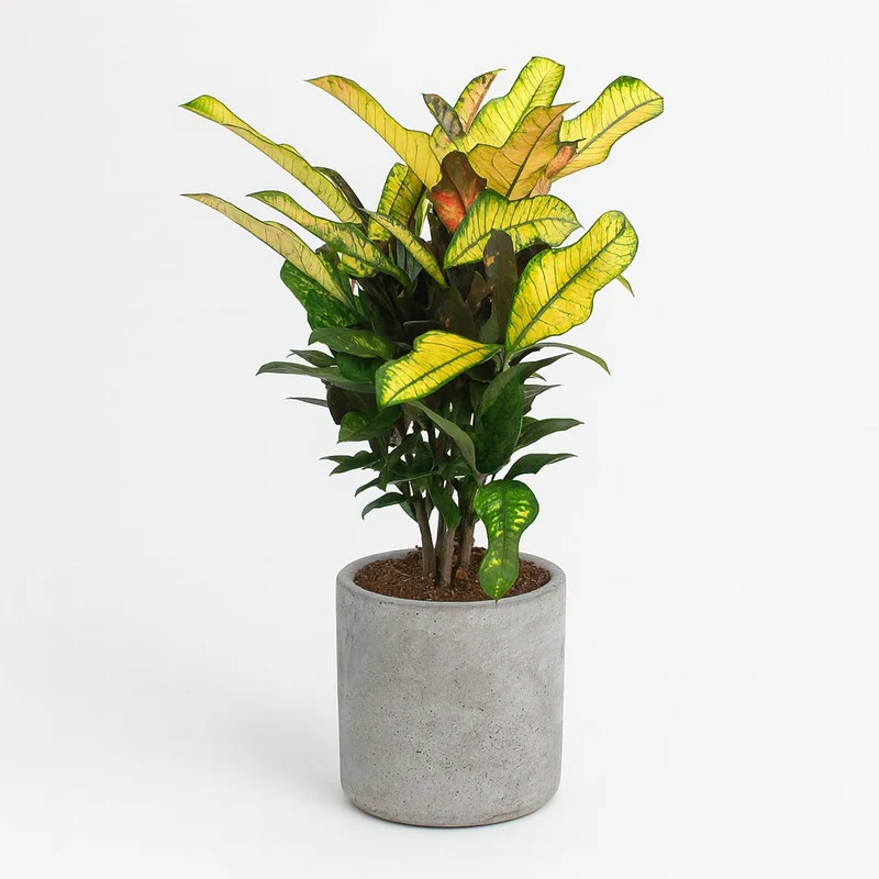 Croton Wilma