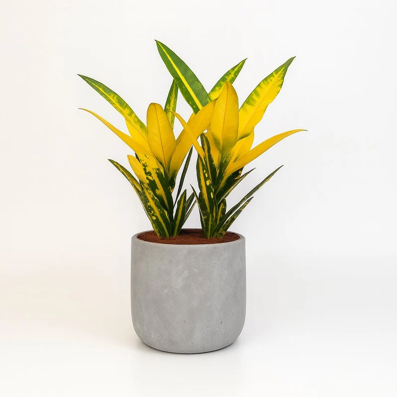 Croton Sunny Star